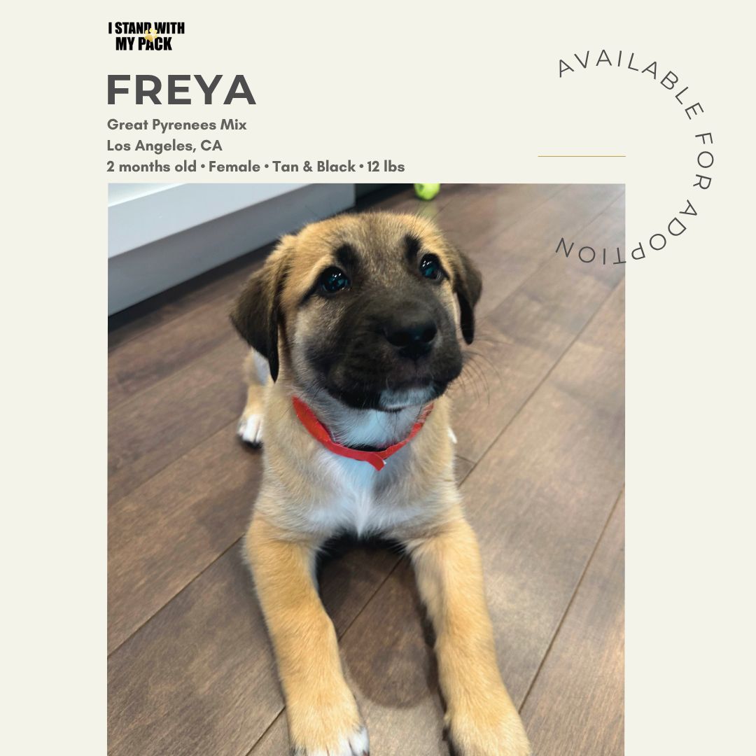 Freya-1 Freya-1