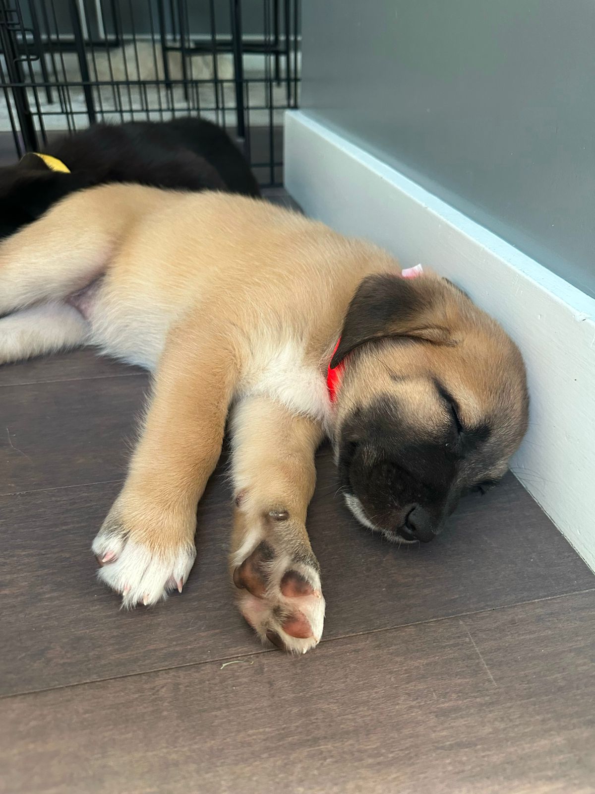 Freya-3 Freya-3