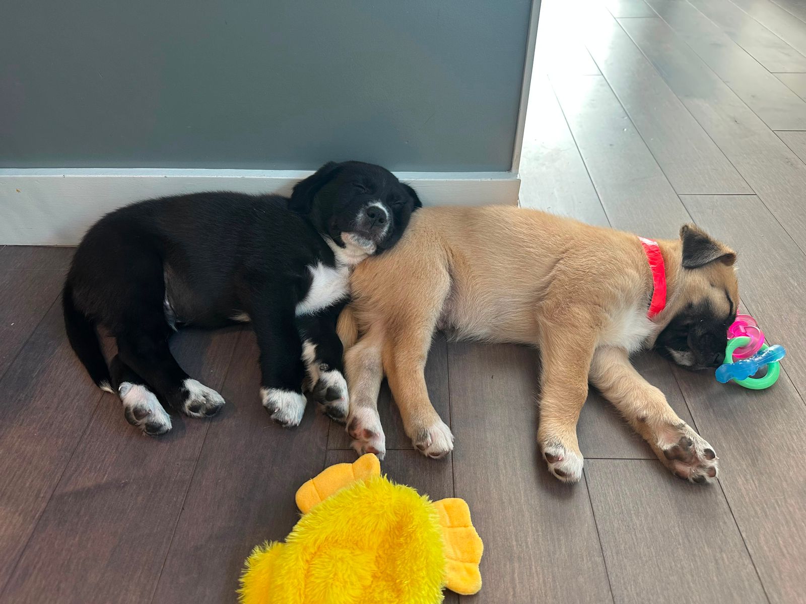 Freya-6 Freya-6