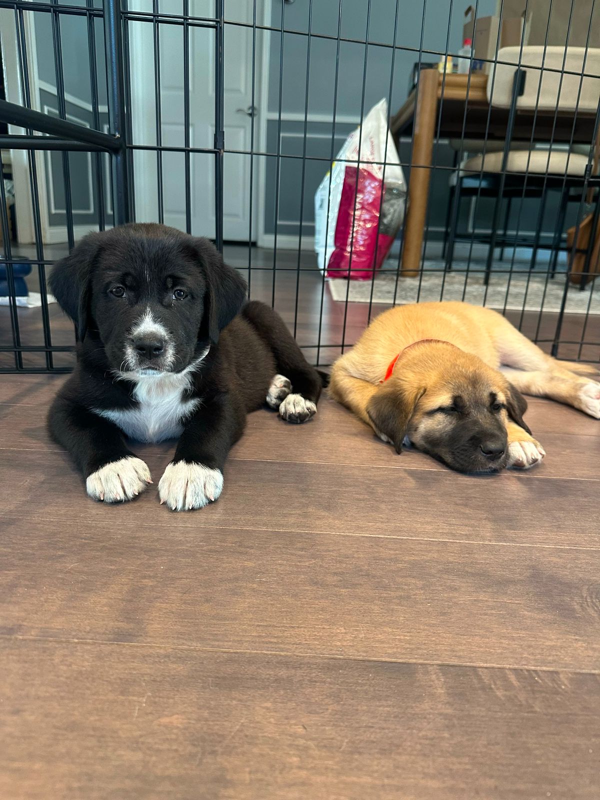 Freya-8 Freya-8