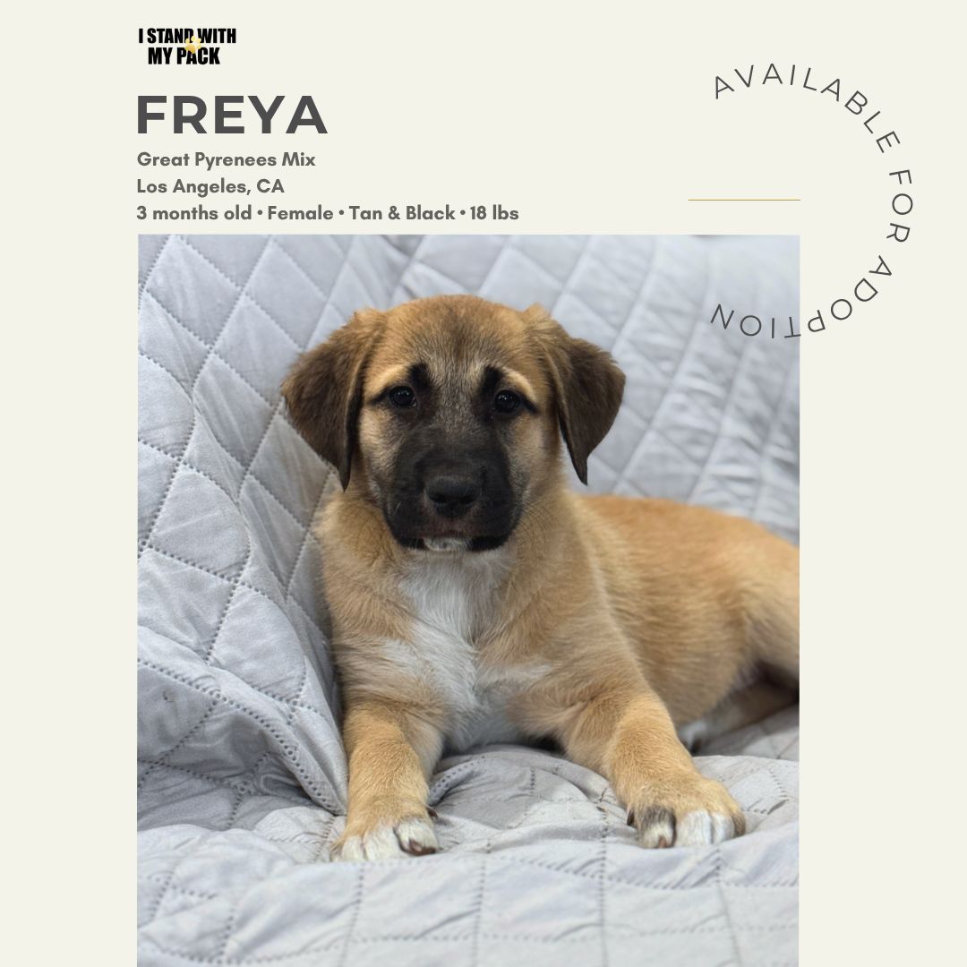 Freya New-1