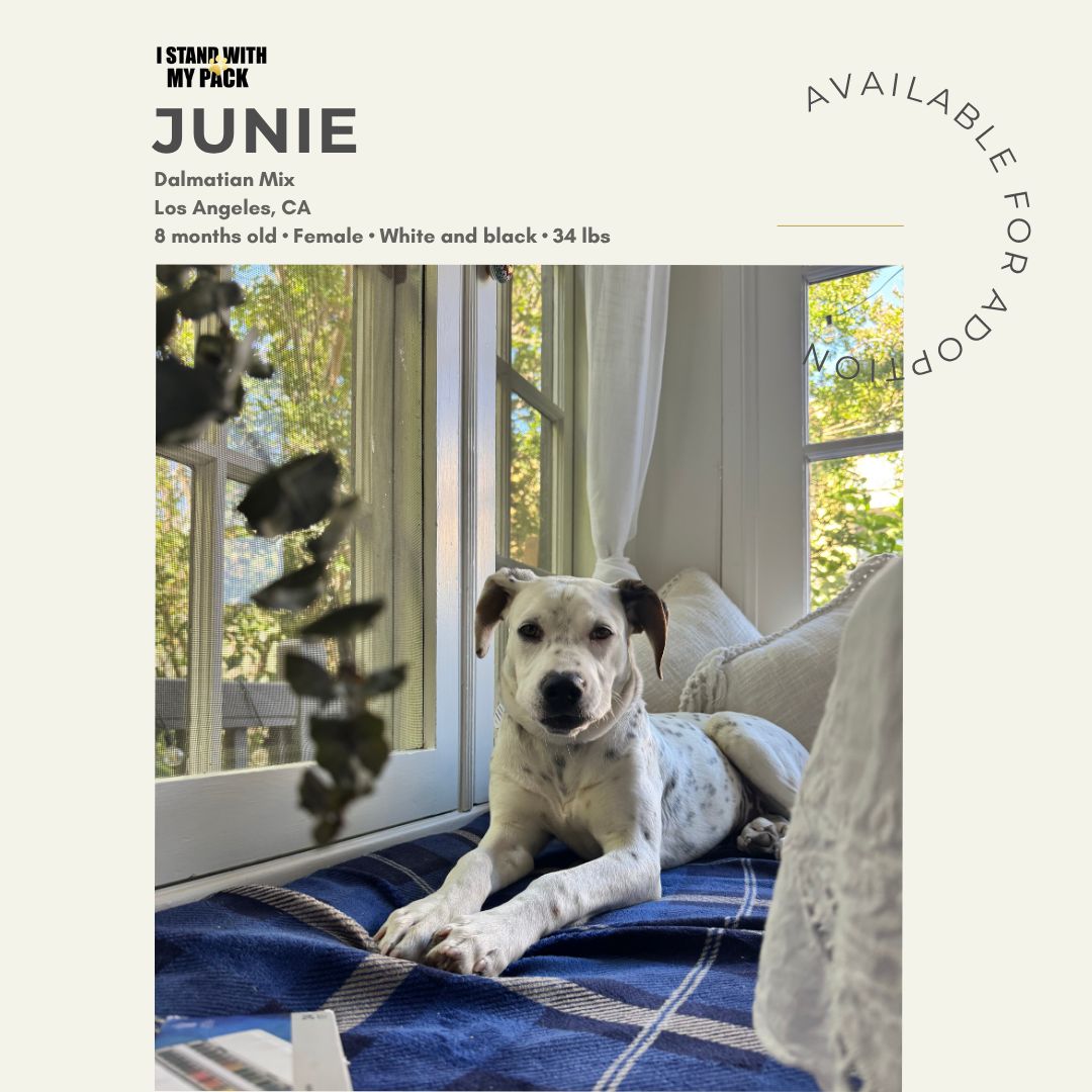 Junie-1