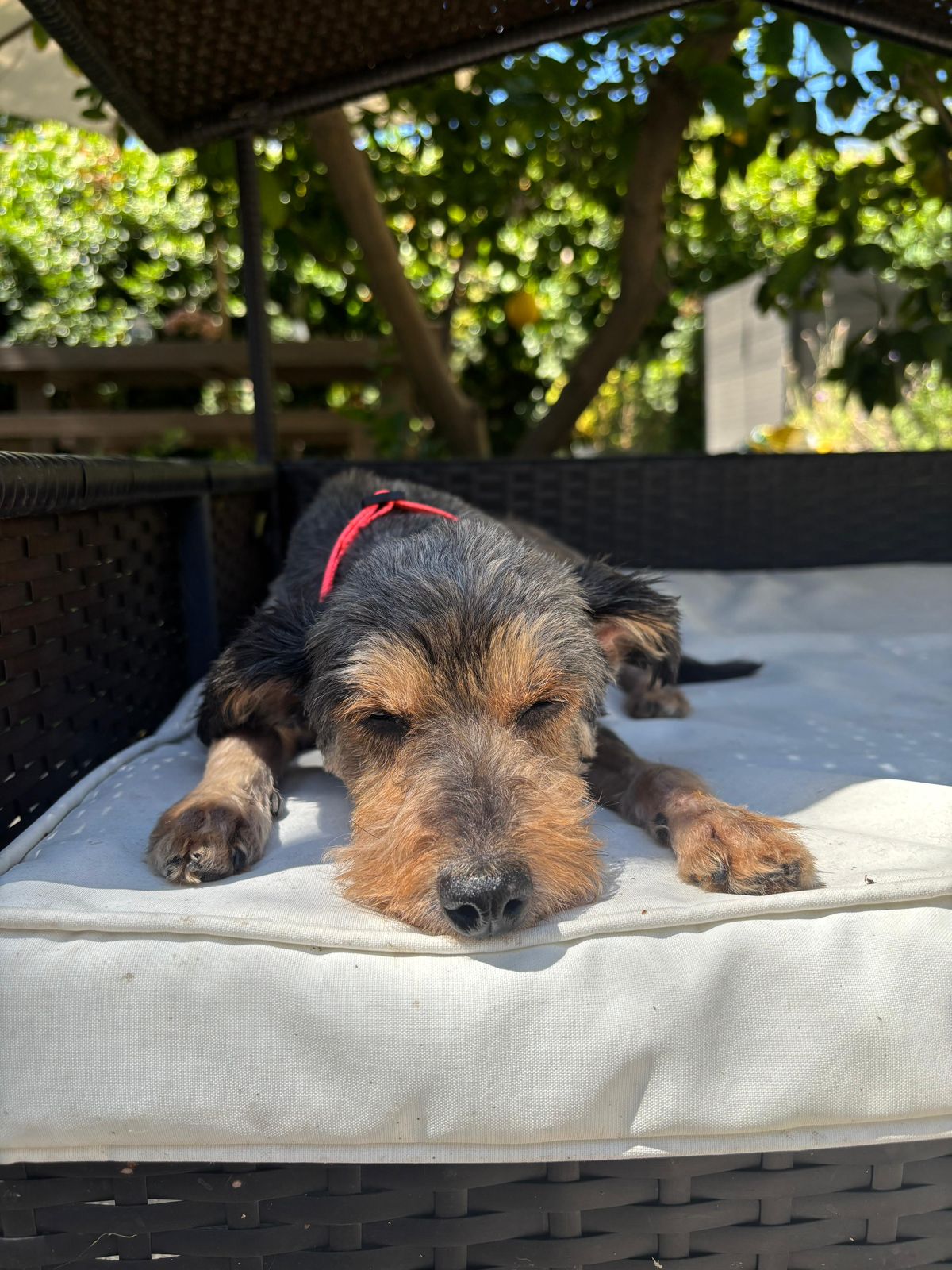 Lilo-7 Lilo-7