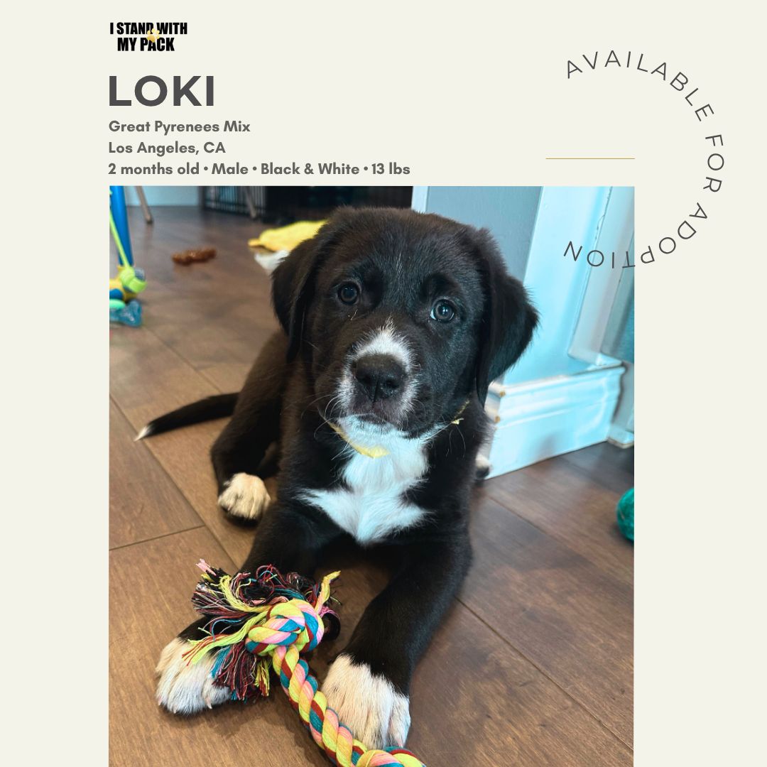Loki-1