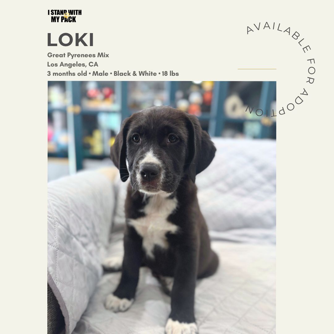Loki New-1