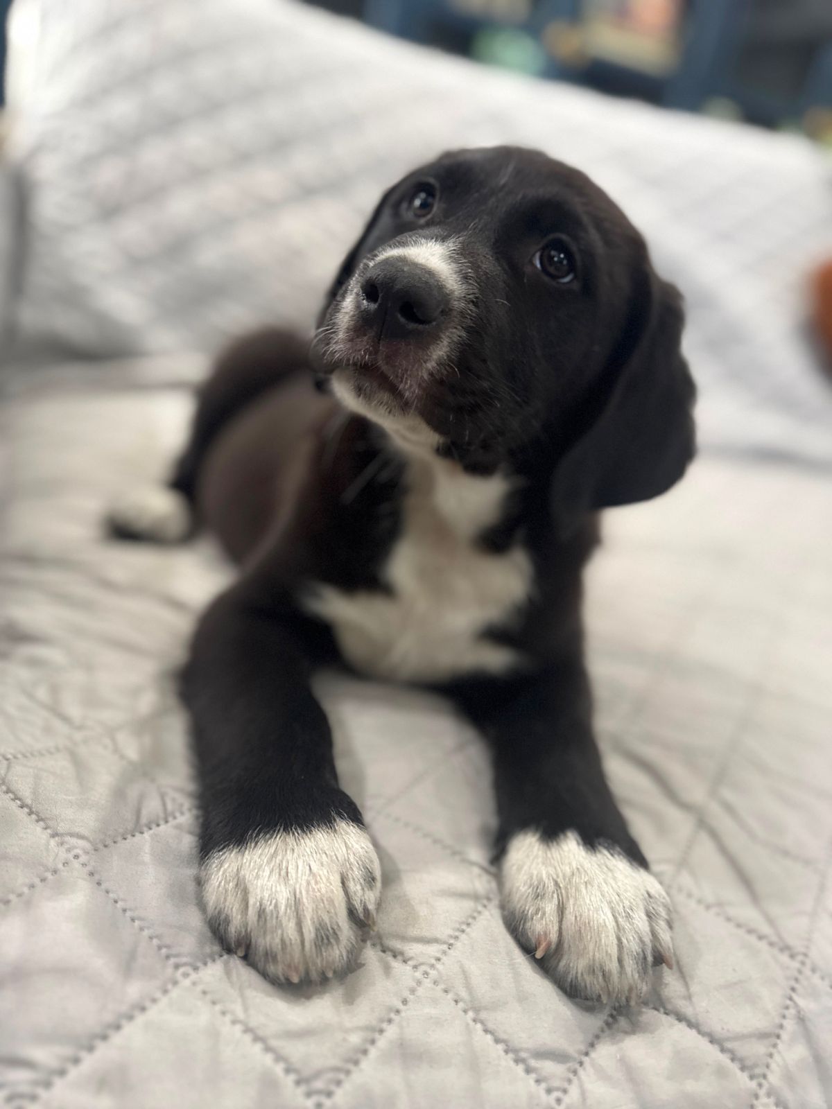 Loki New-4