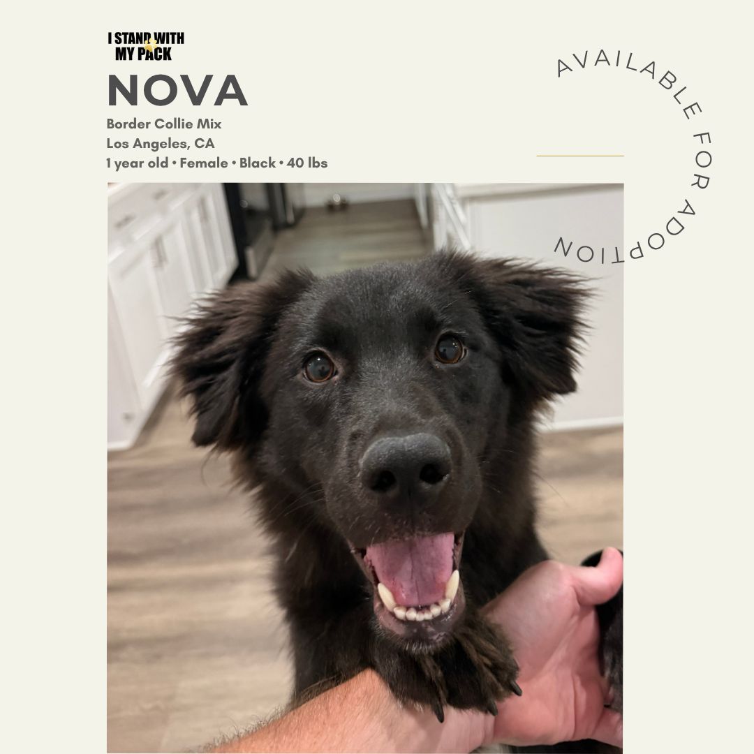 Nova-1
