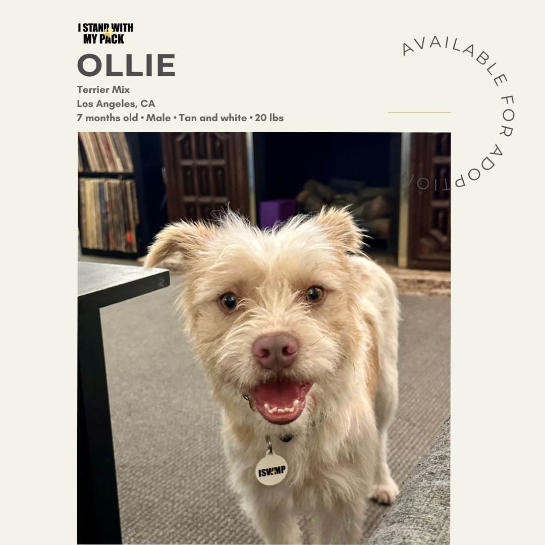 Ollie-1