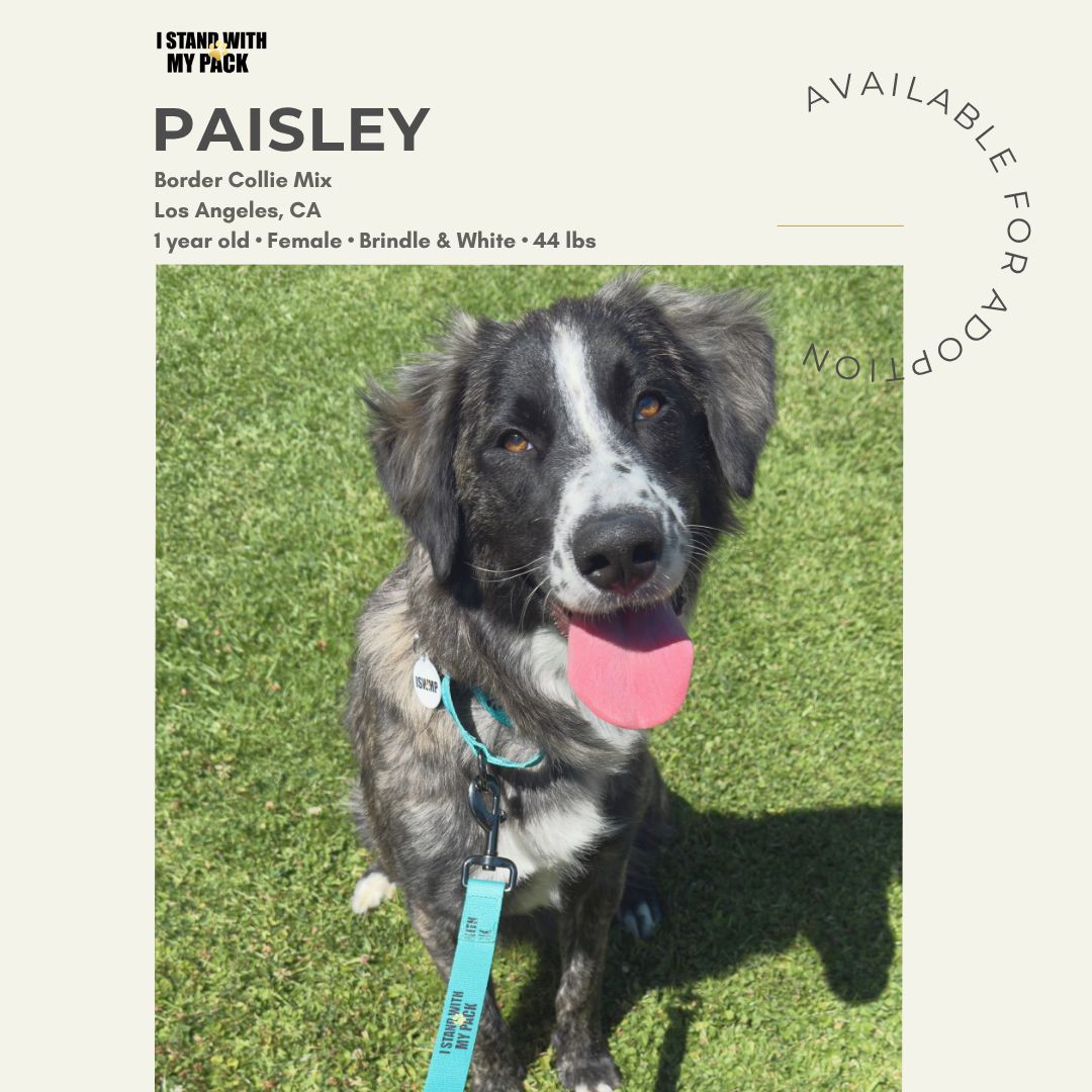 Paisley-1 Paisley-1