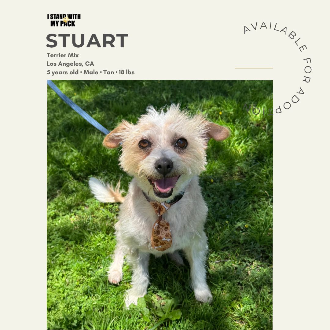 Stuart-1