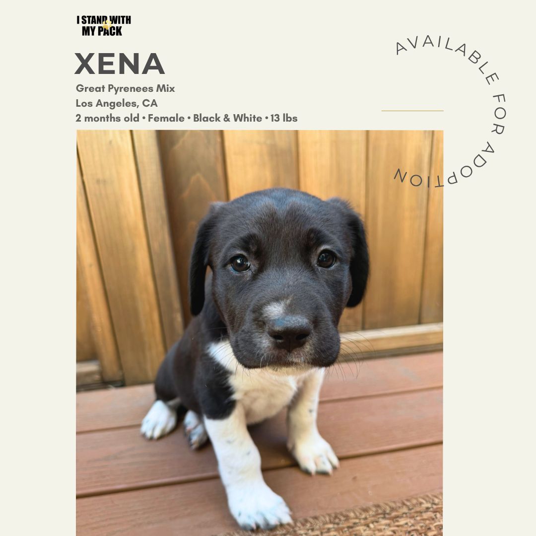 Xena-1