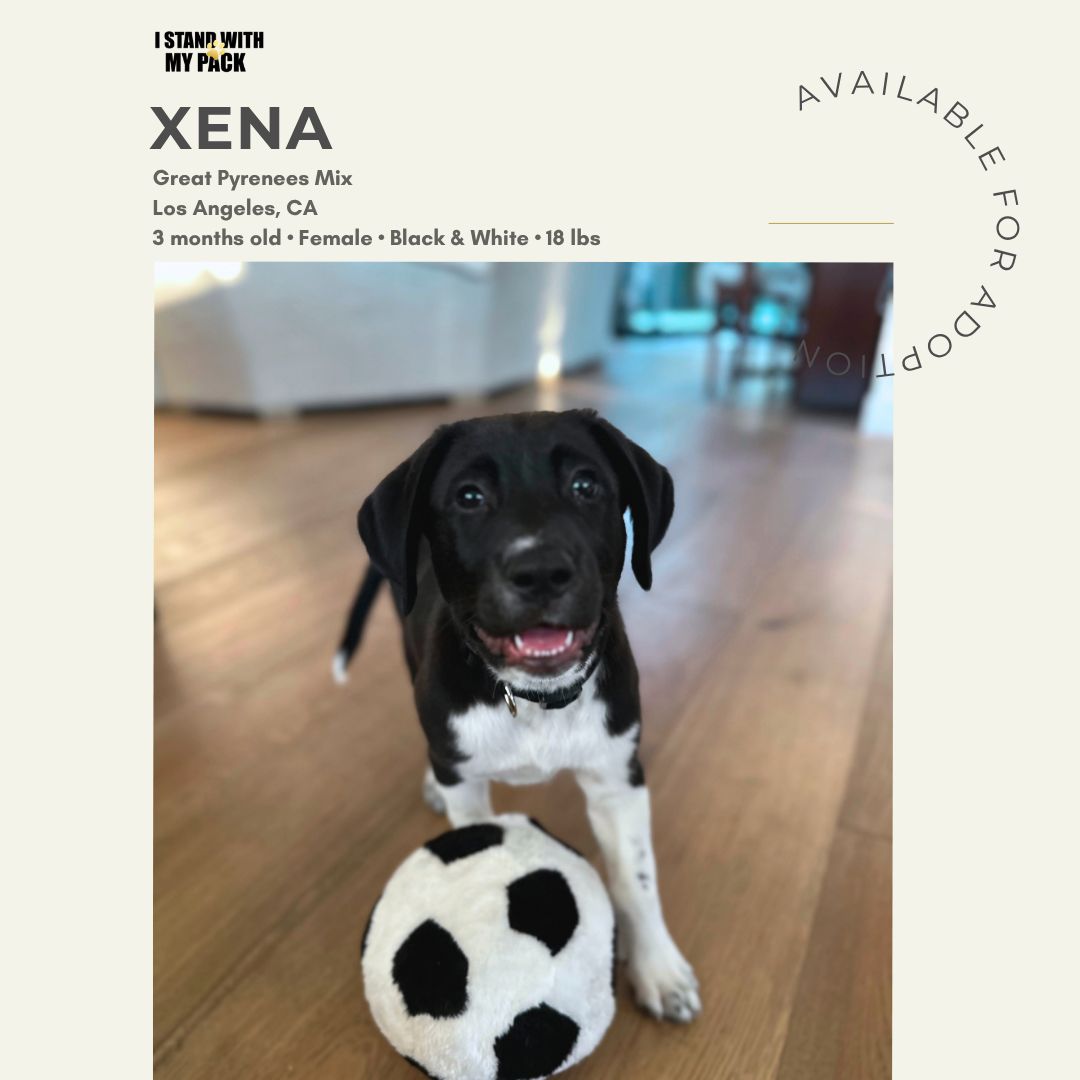 Xena New-1