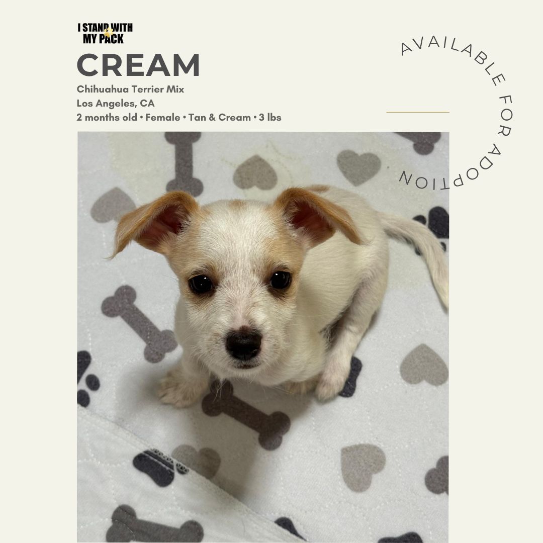 Cream-1