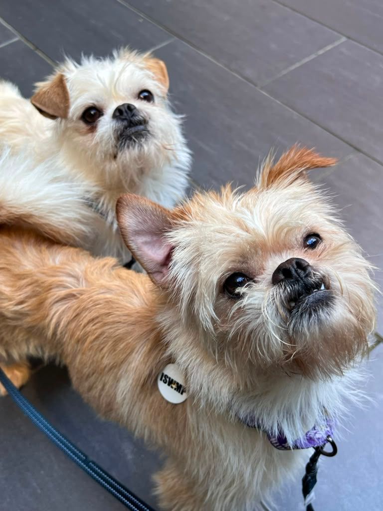 Ernie & Enzo-2