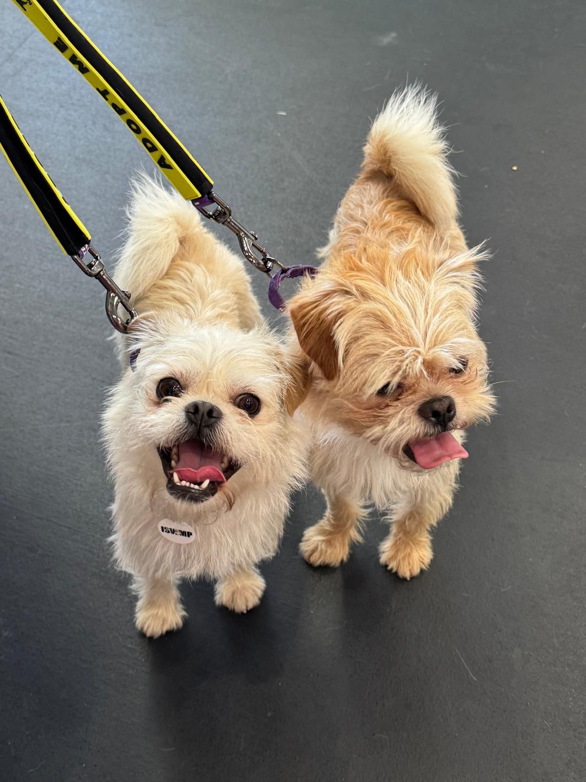 Ernie & Enzo-7