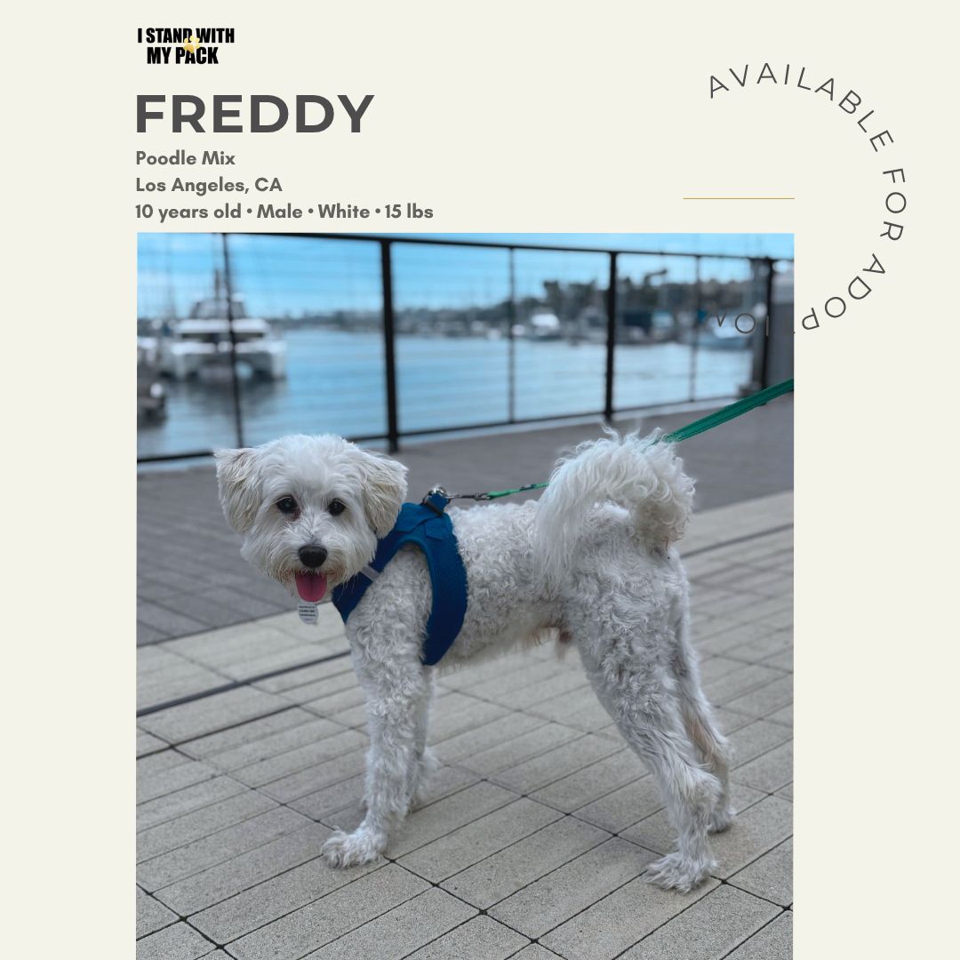 Freddy New-1