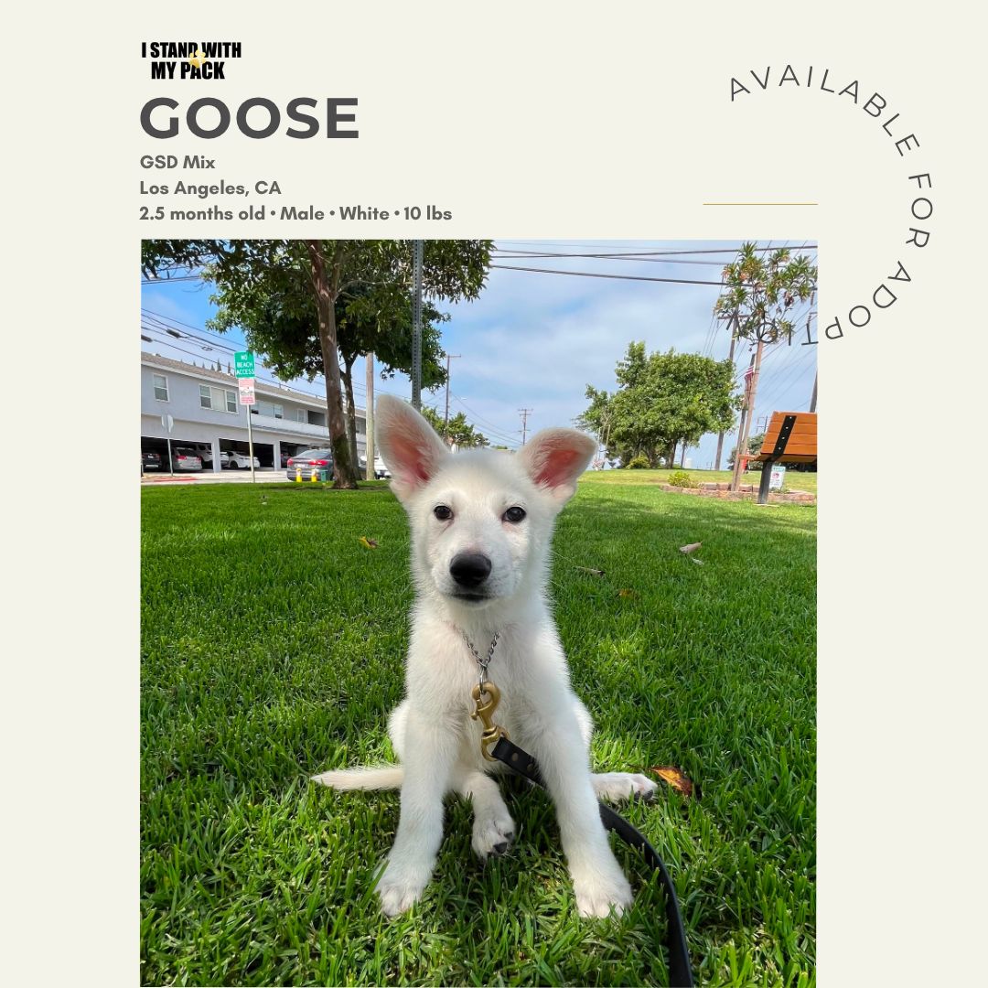 Goose-1 Goose-1