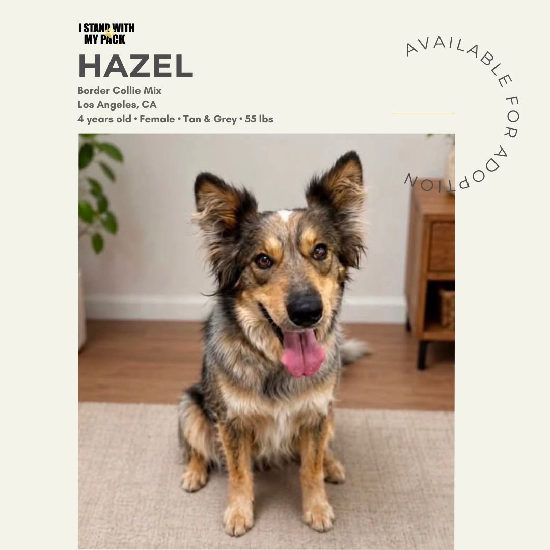 Hazel-1