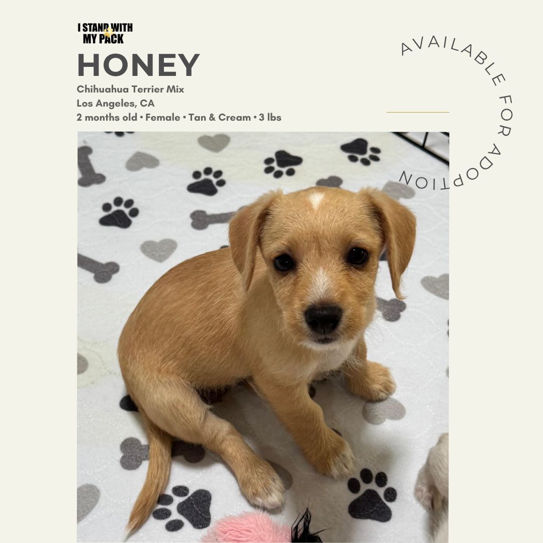 Honey-1