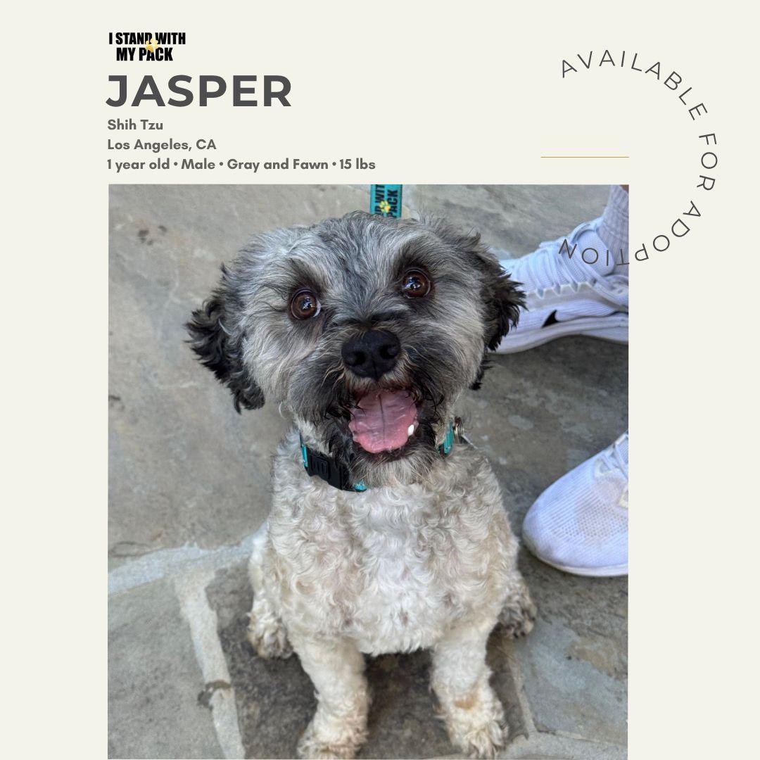 Jasper New-1 Jasper New-1