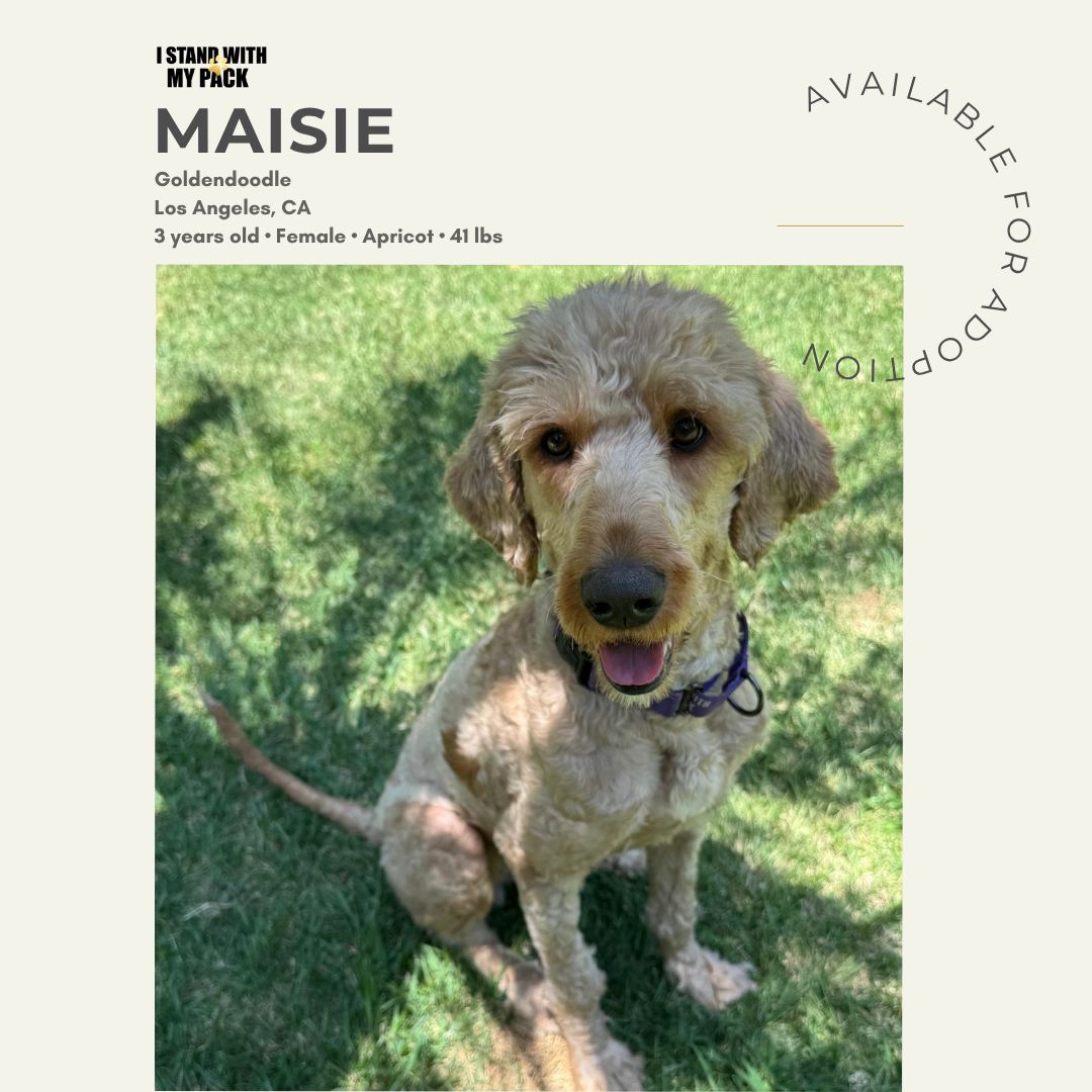 Maisie-1