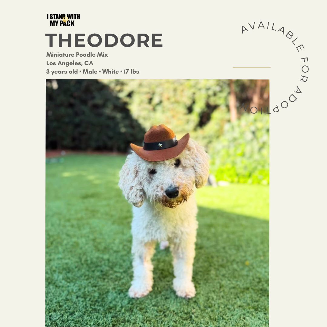 Theodore-1