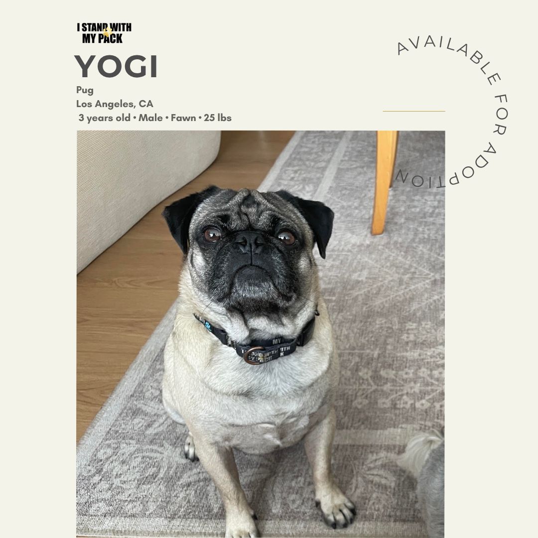 Yogi-1 Yogi-1
