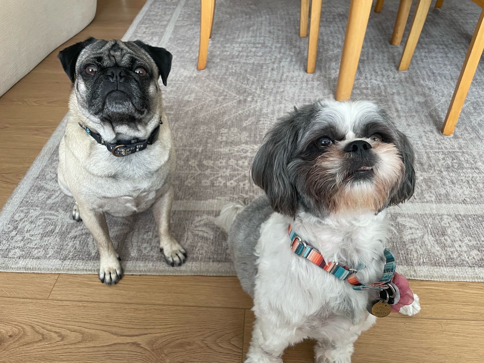 Yogi-2 Yogi-2