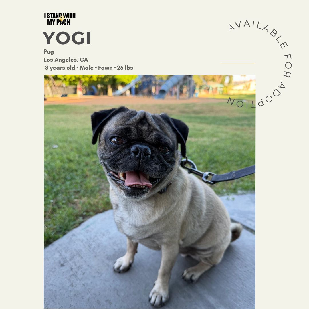 Yogi New-1