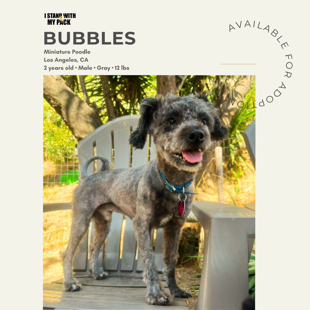 Bubbles-1