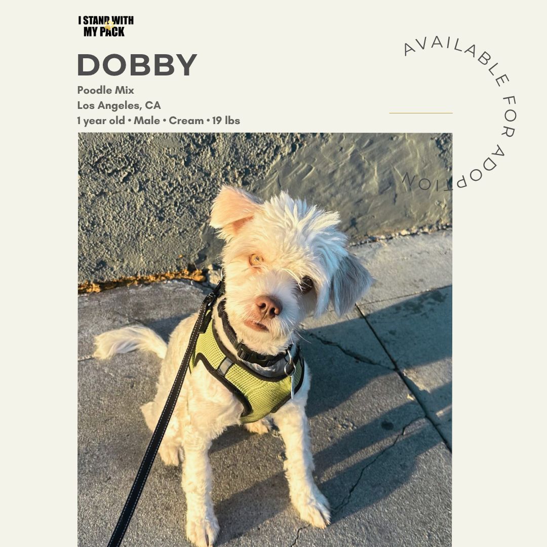 Dobby-1