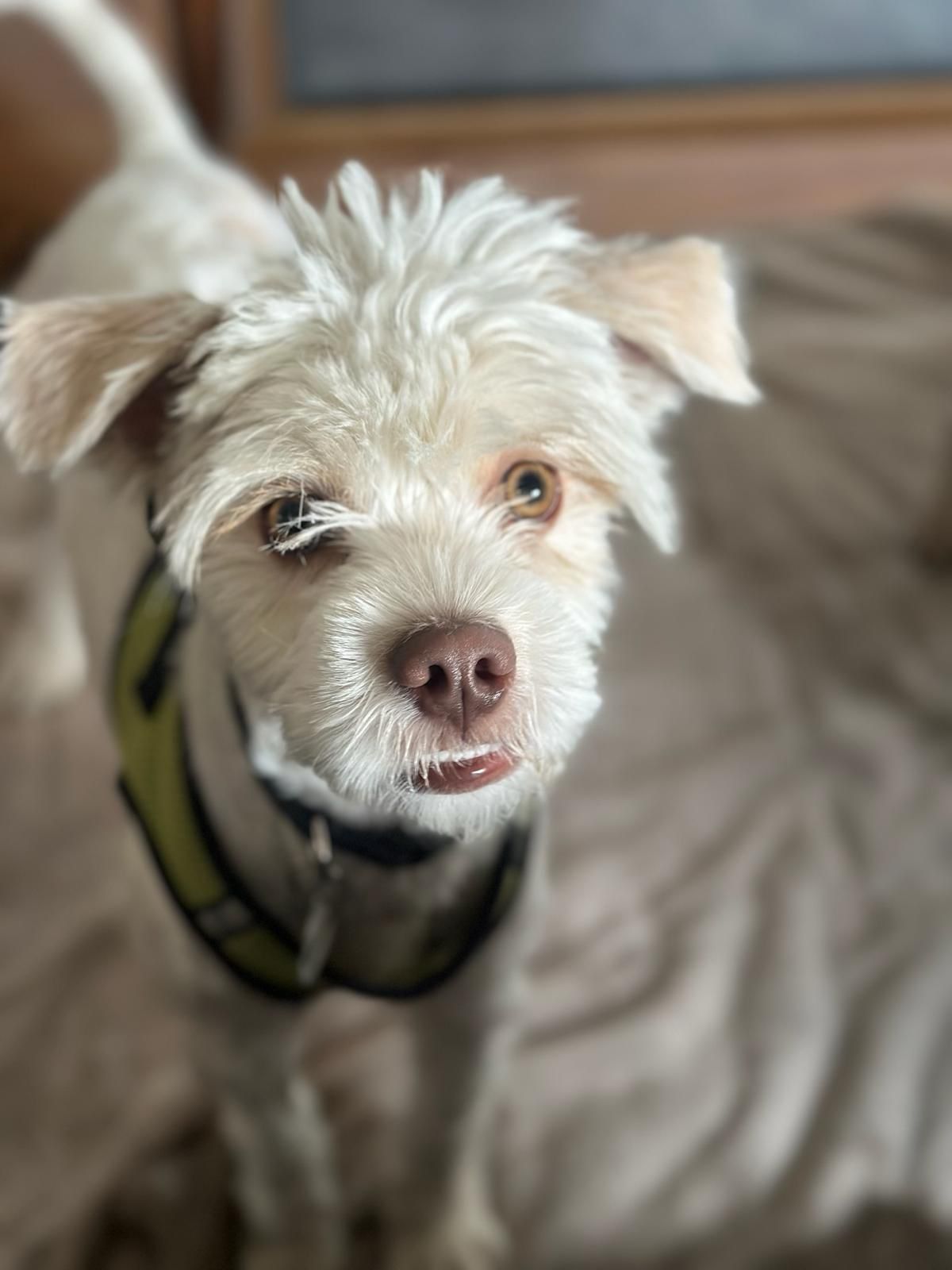 Dobby-2