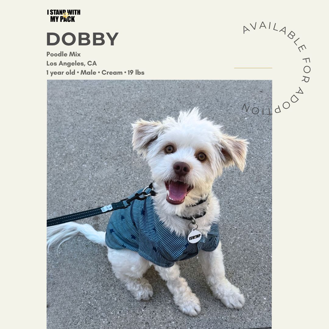 Dobby New-1