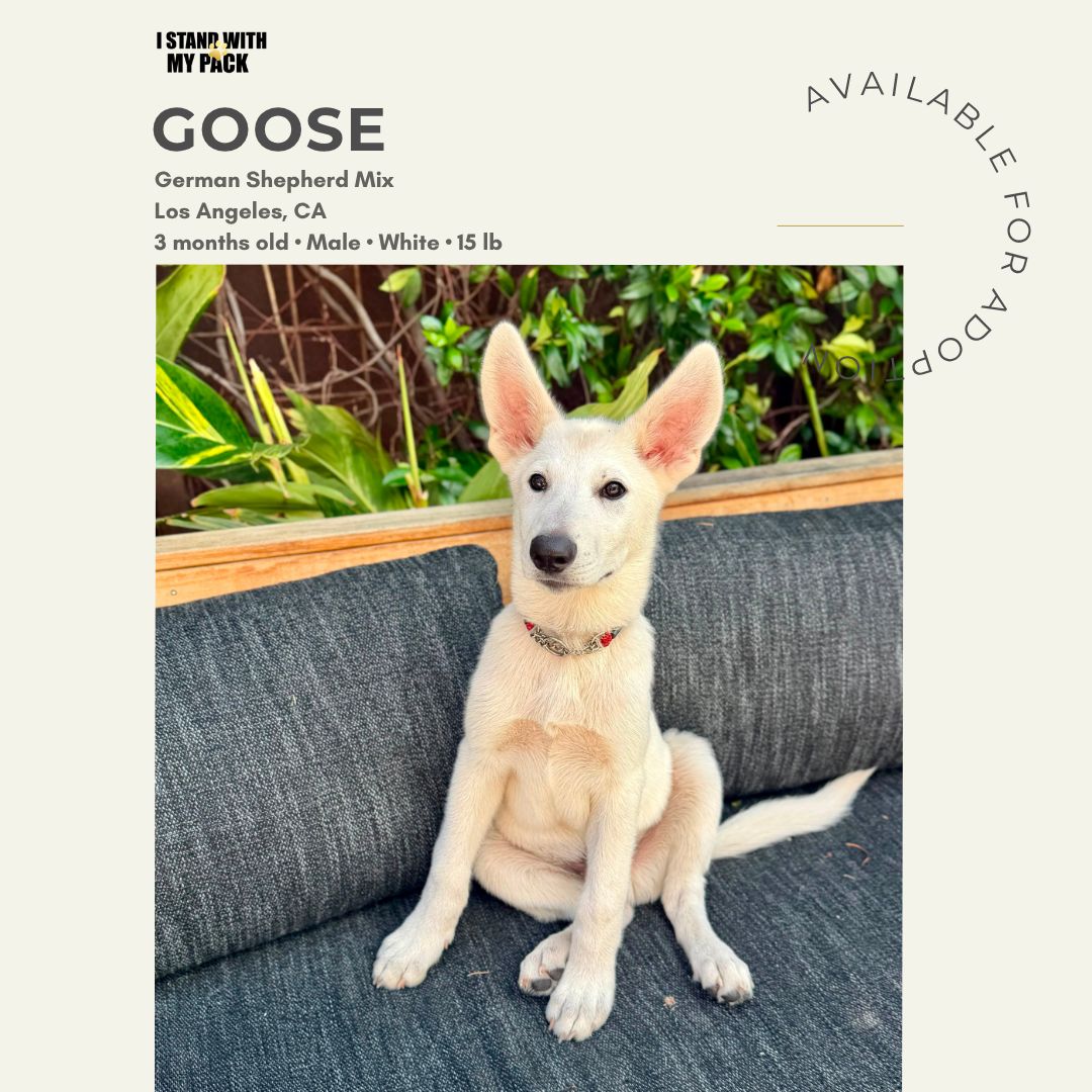 Goose-1
