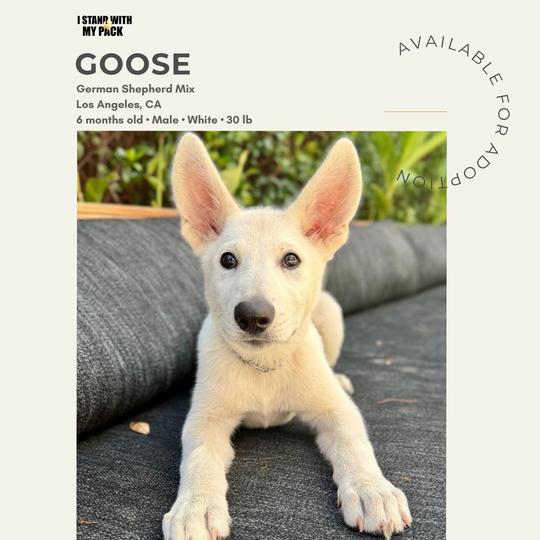 Goose New-1 Goose New-1