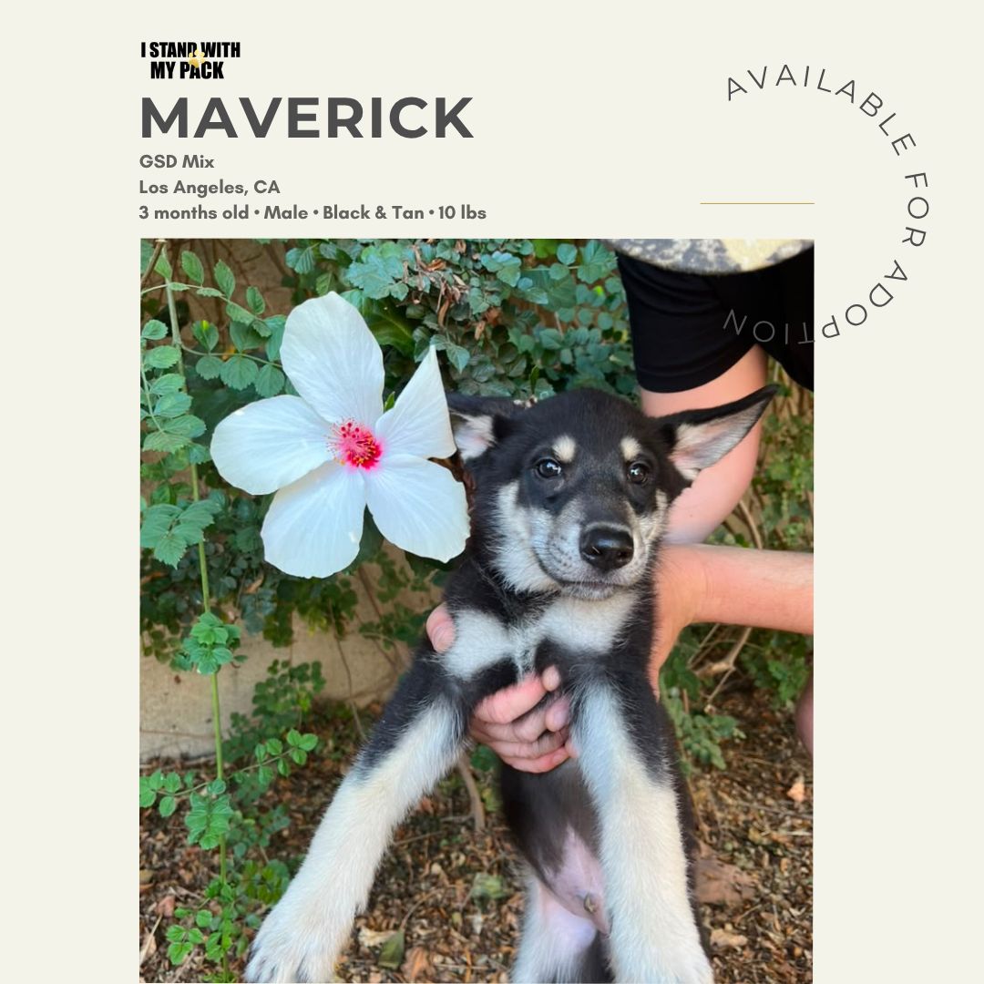Maverick-1