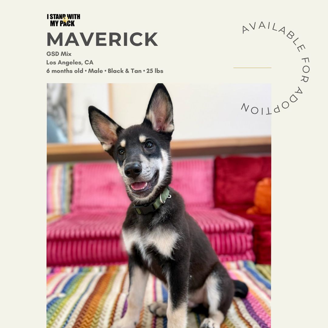 Maverick New-1 Maverick New-1