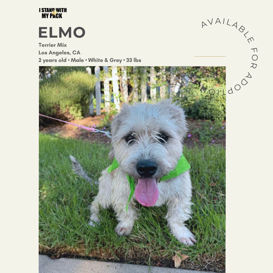 Elmo-1