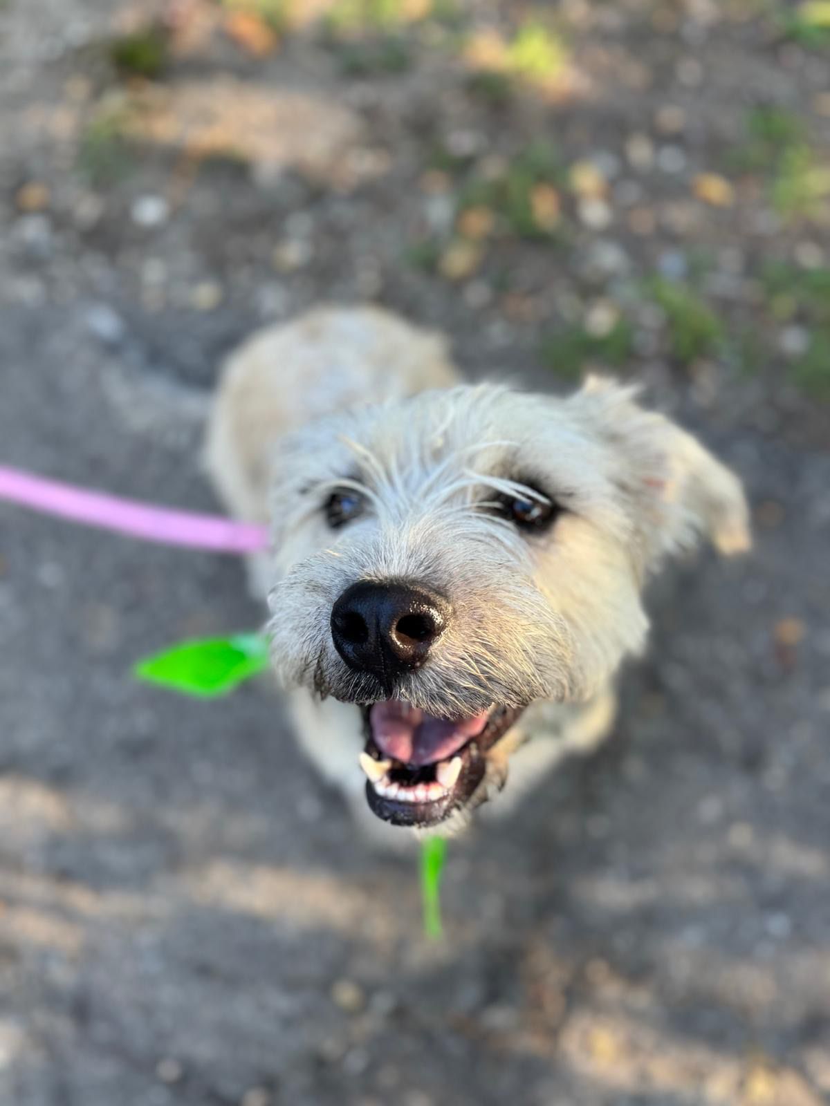 Elmo-7