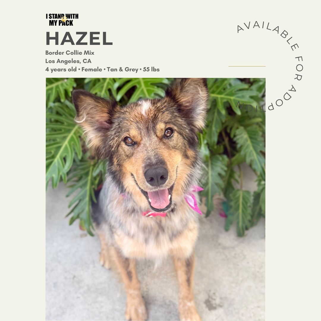 Hazel New-1