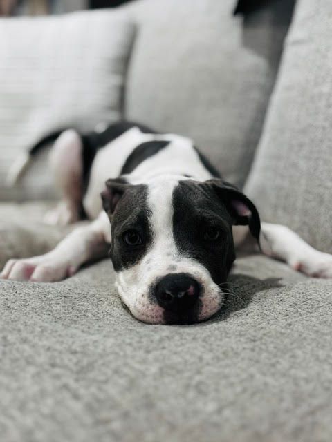 Mazzy-3