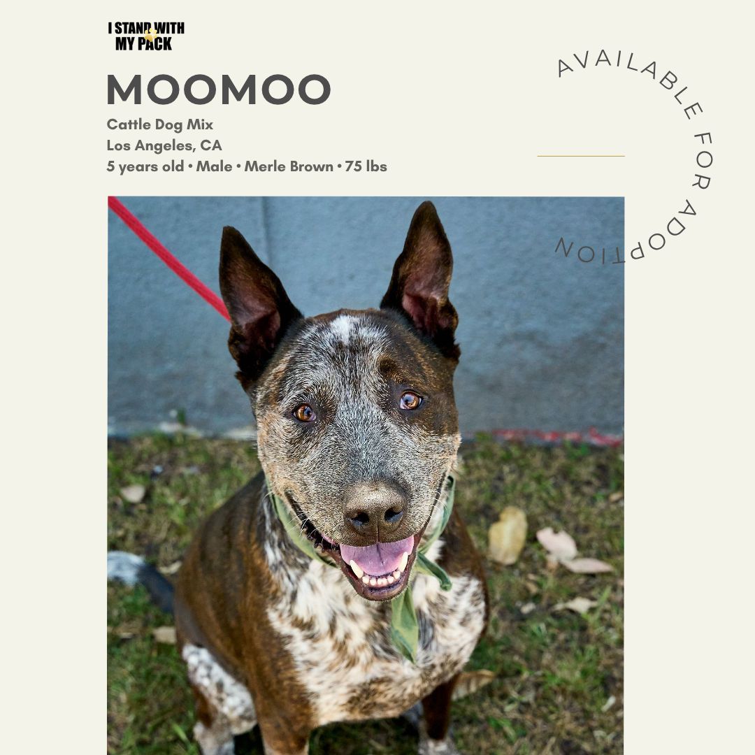 Moomoo-1