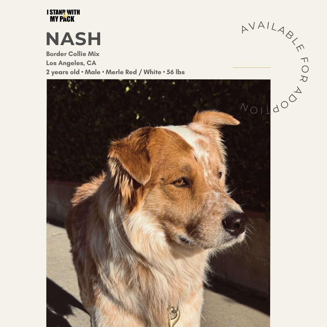 Nash-1