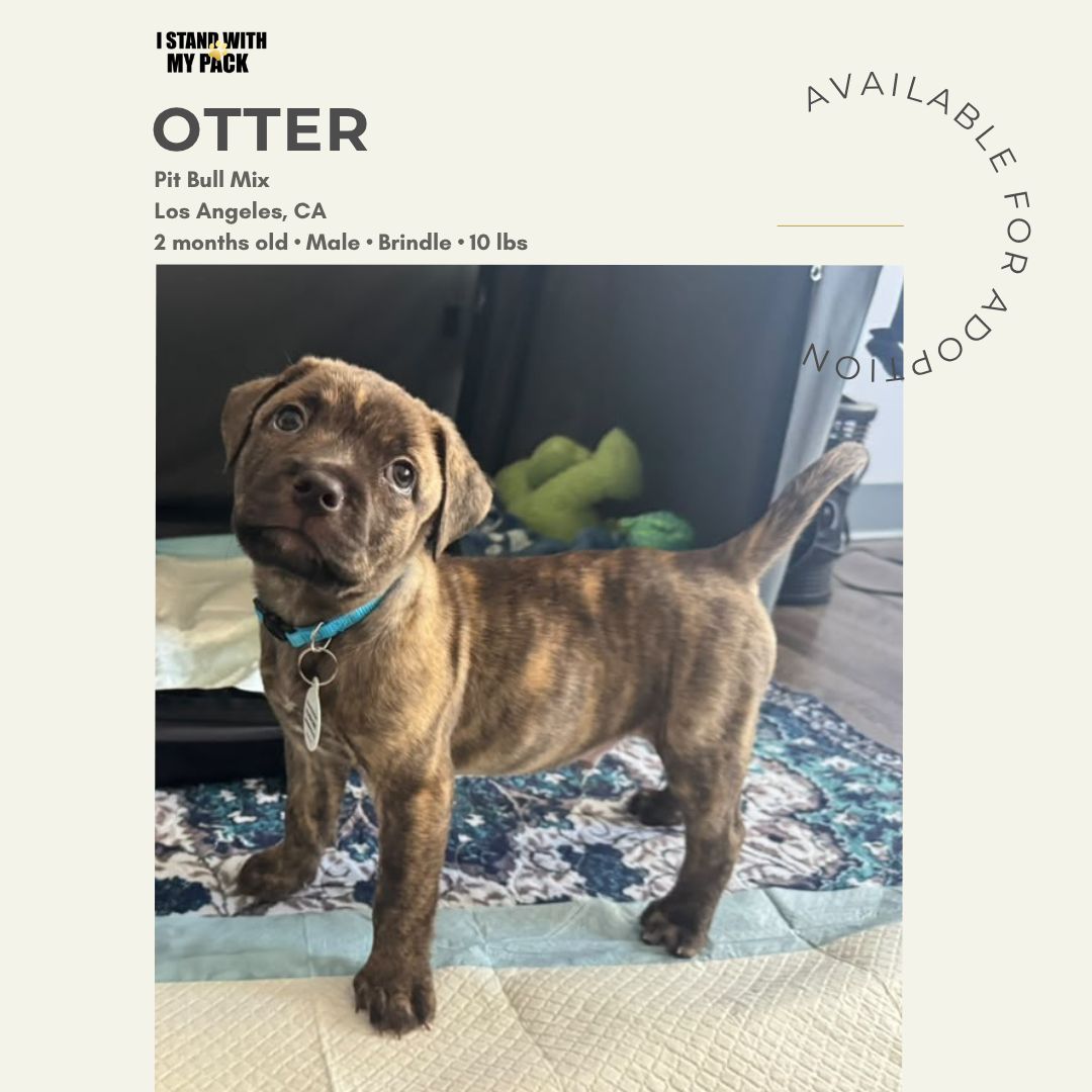Otter-1