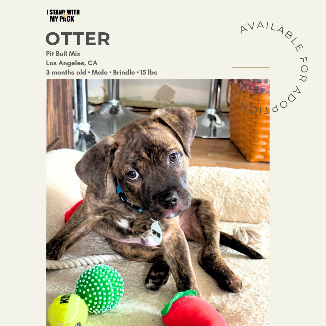 Otter New-1