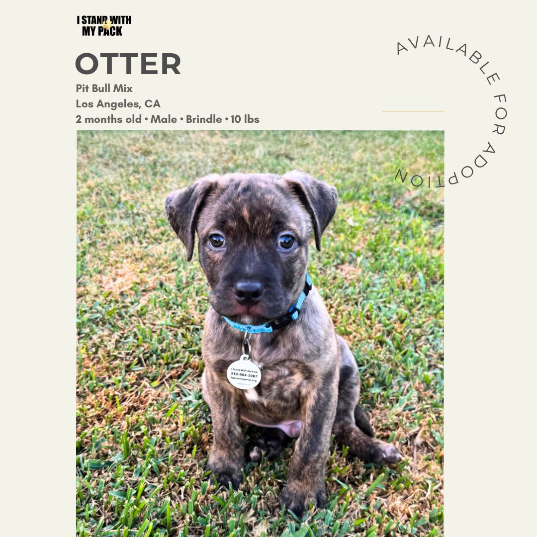 Otter New-1
