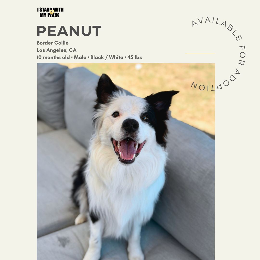 Peanut-1