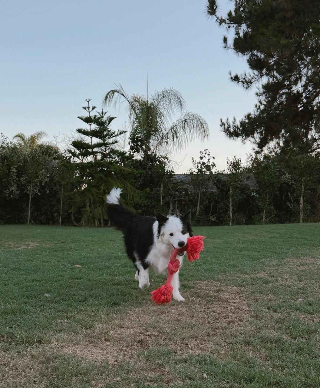 Peanut-10