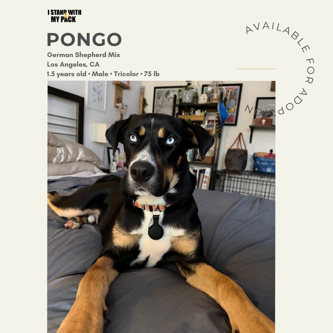 Pongo-1