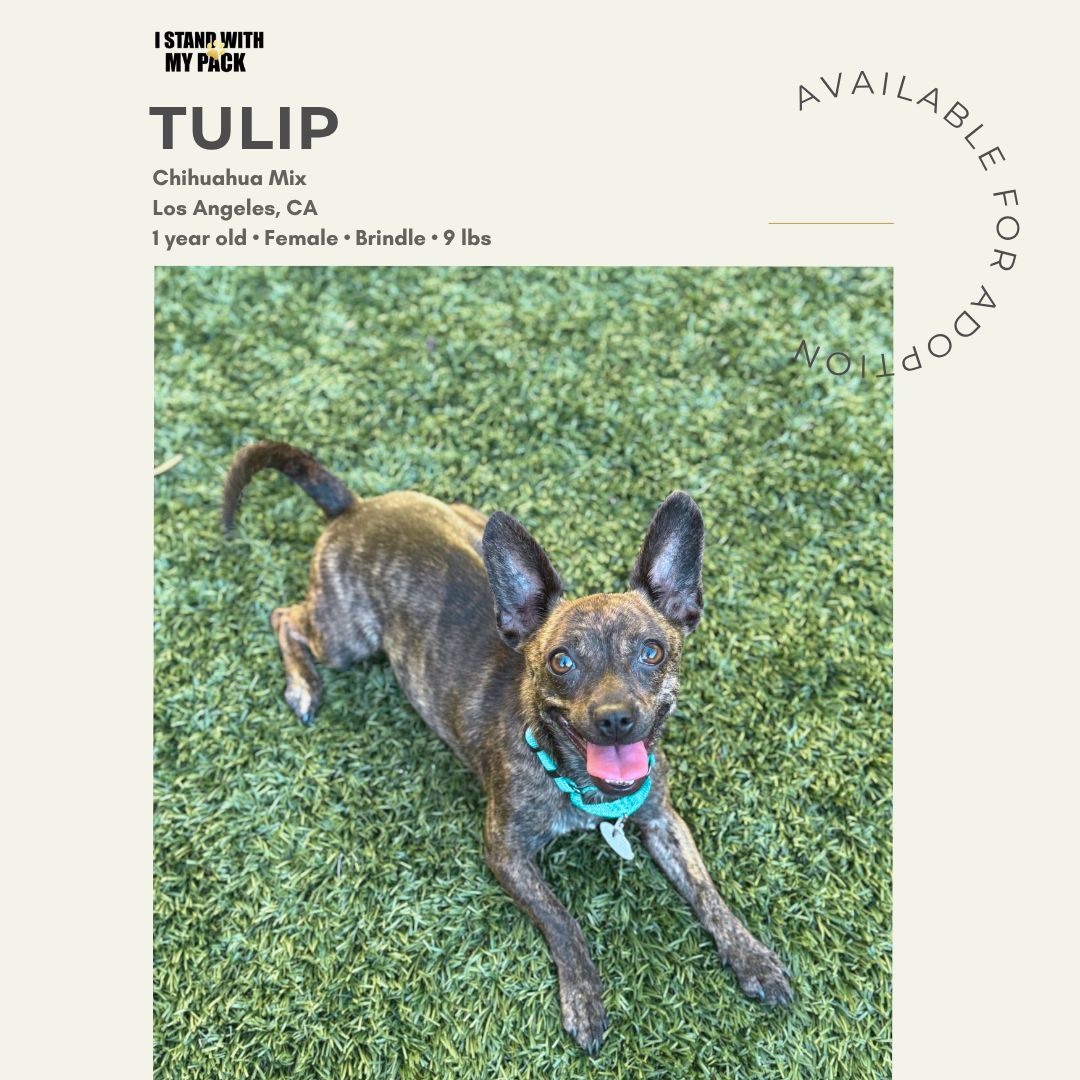 Tulip-1